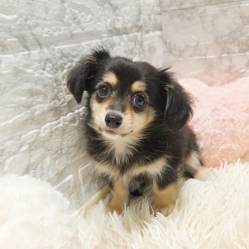 愛知県のチワックス(チワワ×ダックス) (犬の家＆猫の里MiO香久山店/2025年7月24日生まれ/女の子/ブラッククリーム)の子犬の1枚目の画像