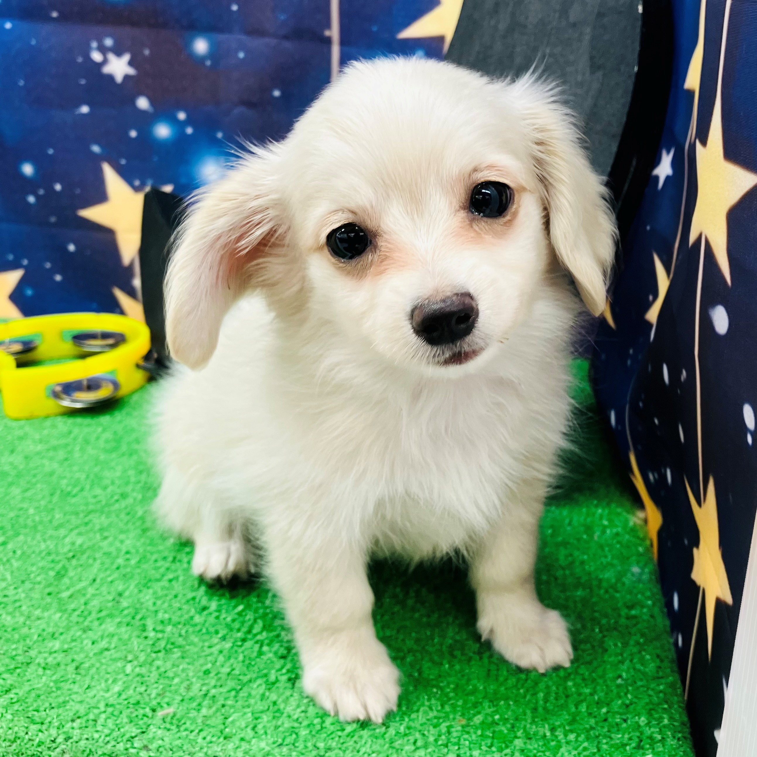 愛知県のチワックス(チワワ×ダックス) (犬の家＆猫の里名古屋天白店/2025年7月24日生まれ/男の子/クリーム)の子犬の2枚目の画像
