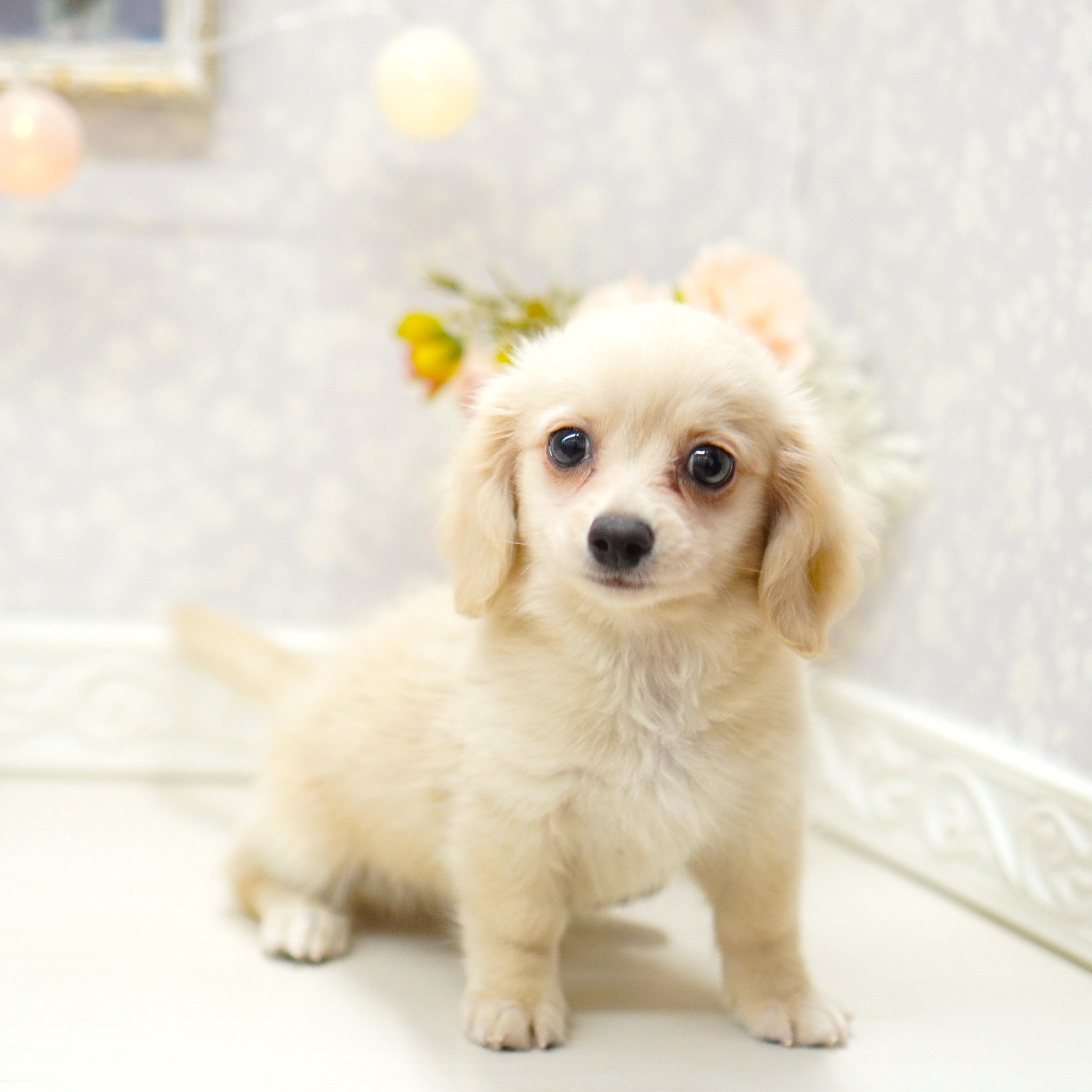 富山県のチワックス(チワワ×ダックス) (犬の家＆猫の里アミーゴ山室店/2025年7月24日生まれ/男の子/クリーム)の子犬の2枚目の画像