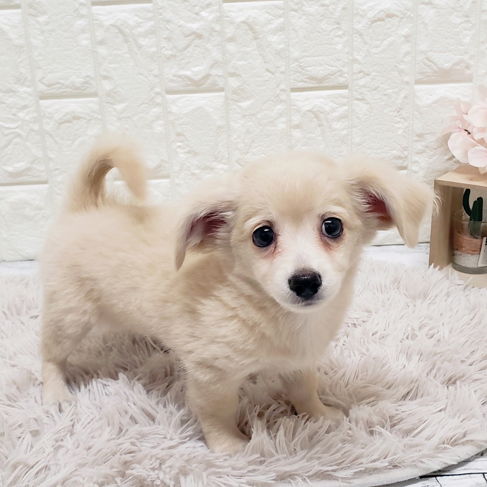 岡山県のチワックス(チワワ×ダックス) (犬の家＆猫の里岡山店/2025年7月26日生まれ/男の子/クリーム)の子犬の2枚目の画像