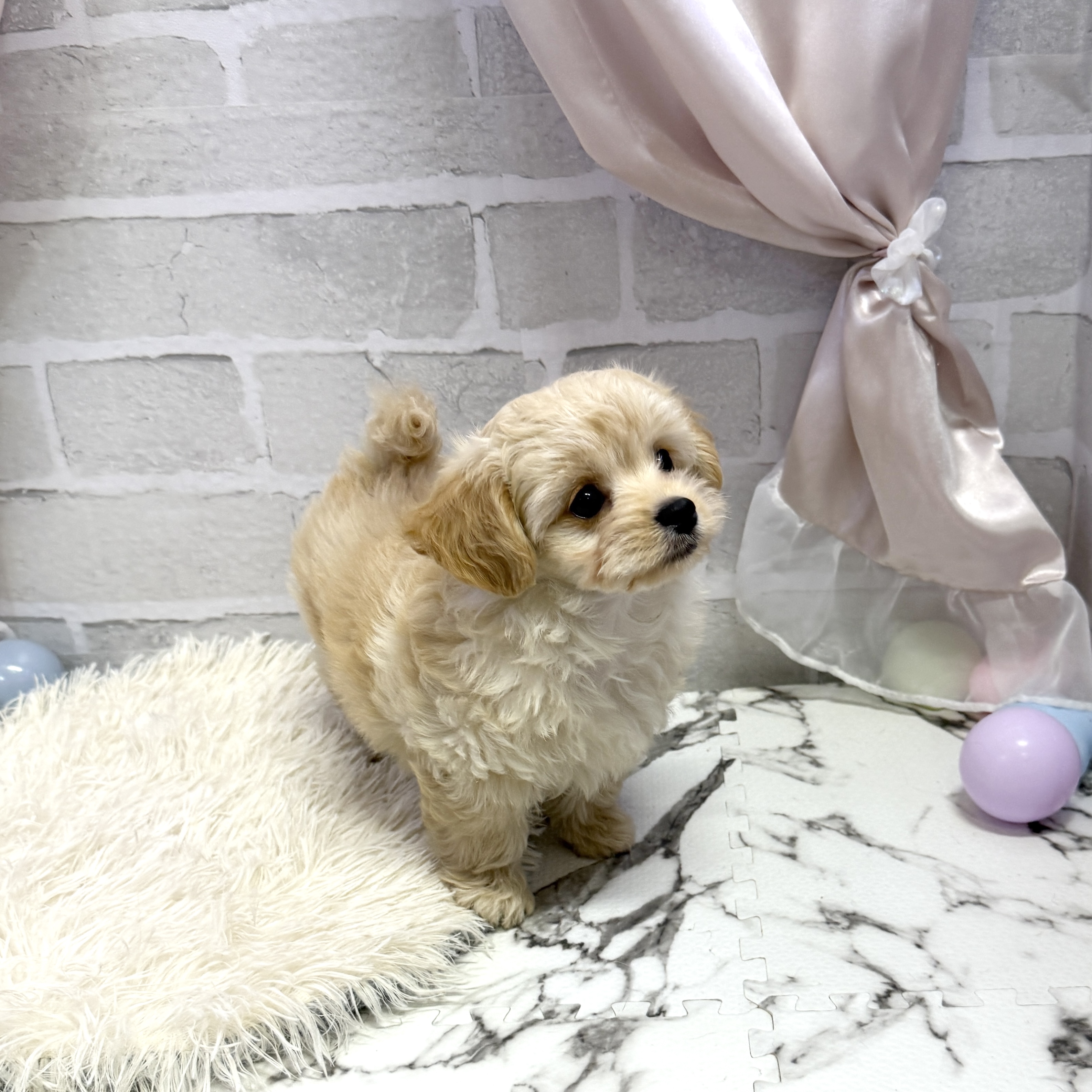 愛知県のチワプー/プーチー(チワワ×プードル) (犬の家＆猫の里岡崎店/2025年7月27日生まれ/男の子/クリーム)の子犬の2枚目の画像
