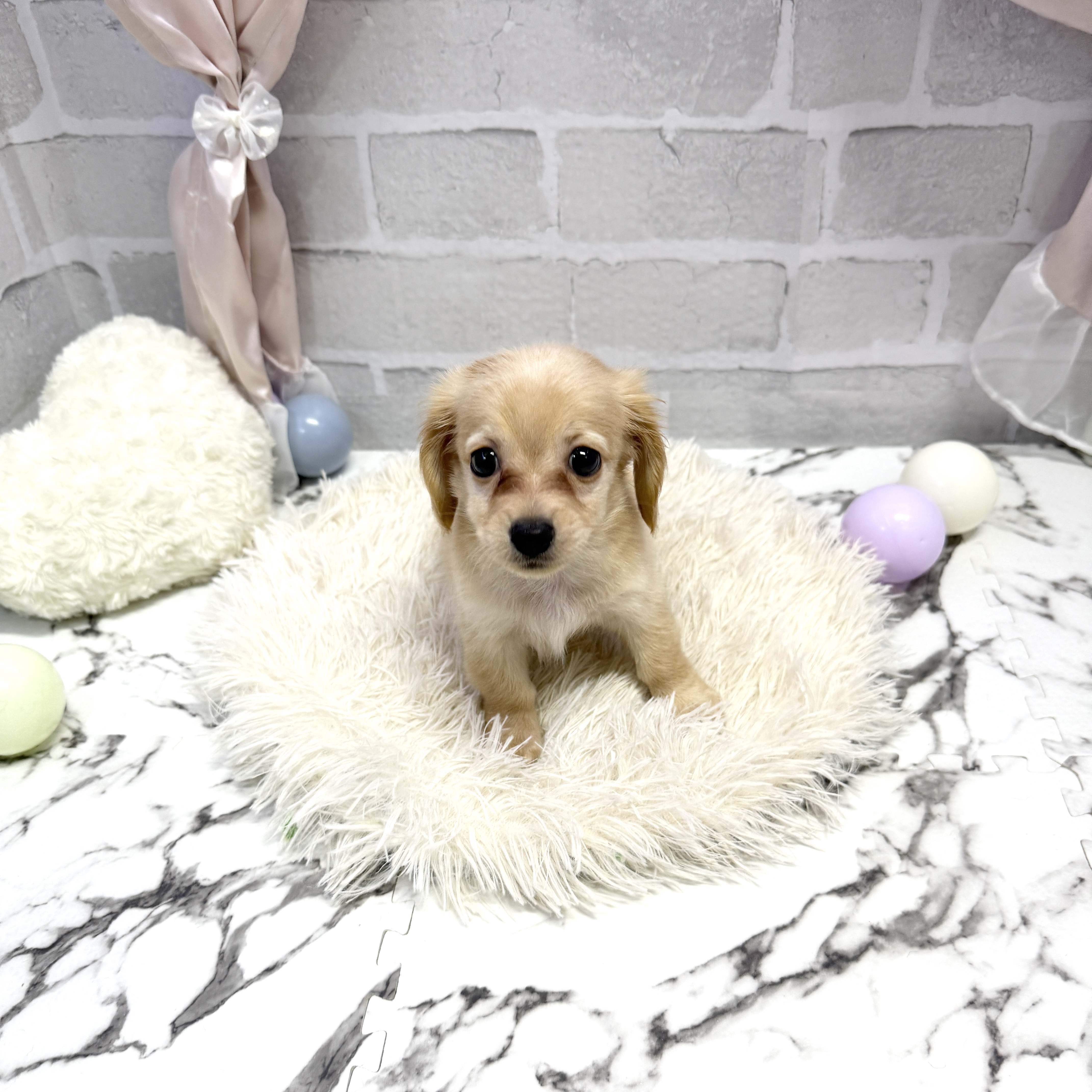 愛知県のチワックス(チワワ×ダックス) (犬の家＆猫の里岡崎店/2025年7月27日生まれ/男の子/クリームホワイト)の子犬の2枚目の画像
