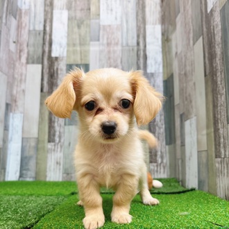 静岡県のチワックス(チワワ×ダックス) (犬の家＆猫の里マークイズ静岡店/2025年7月27日生まれ/女の子/クリームホワイト)の子犬の1枚目の画像