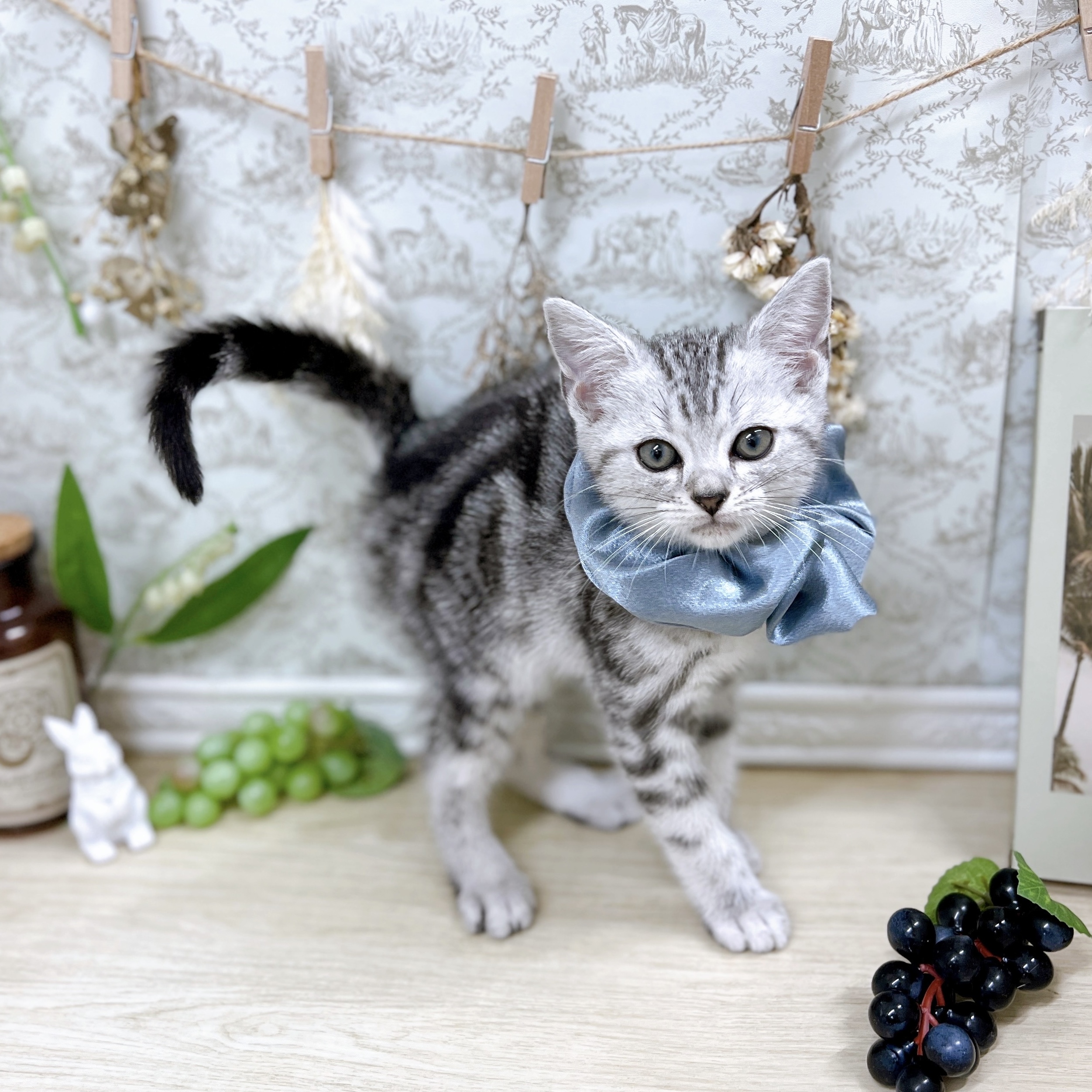 福井県のアメリカンショートヘアー (犬の家＆猫の里アミーゴ福井大和田店/2025年7月19日生まれ/男の子/シルバータビー)の子猫の2枚目の画像