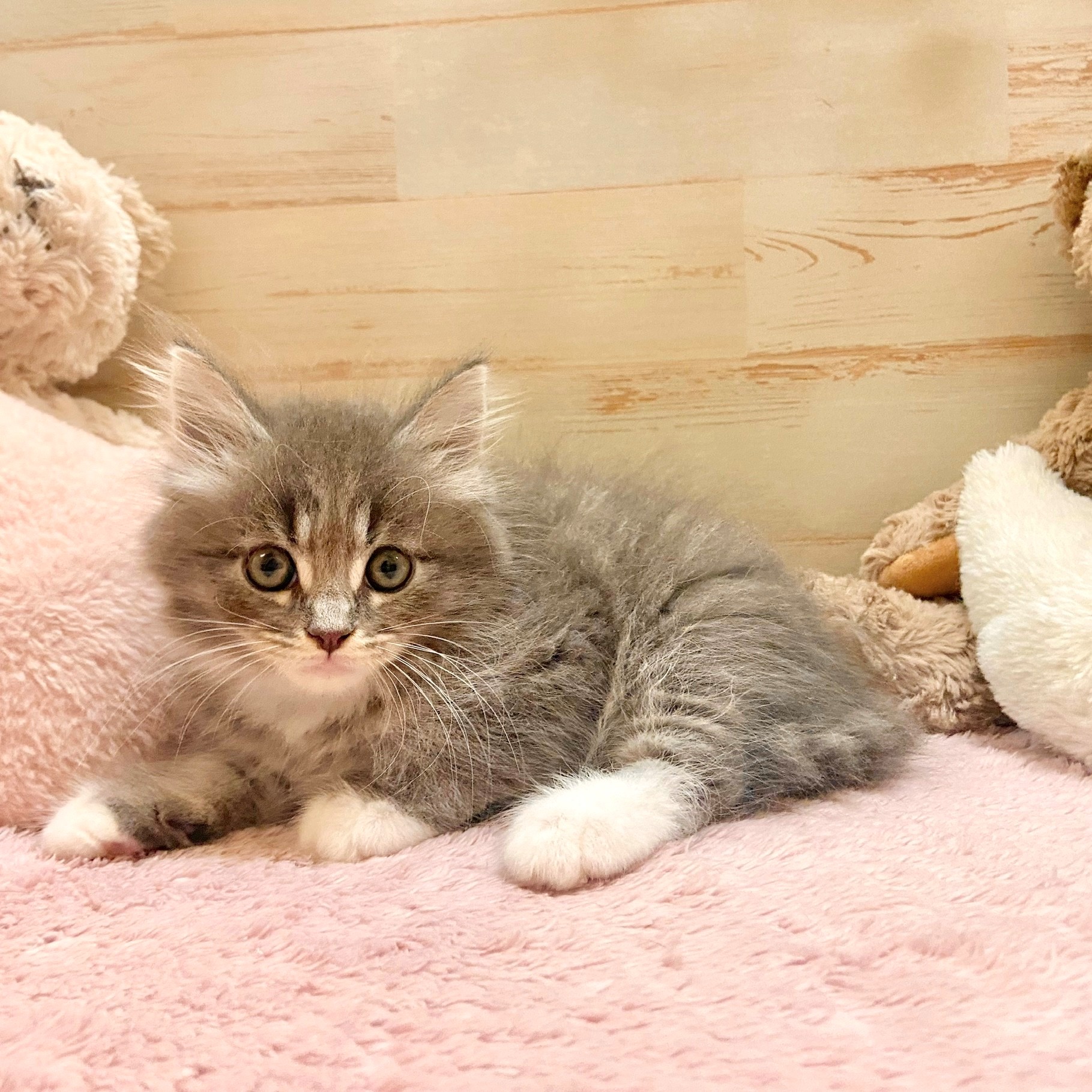 兵庫県のミヌエット (犬の家＆猫の里神戸店/2025年7月27日生まれ/男の子/ブルータビーホワイト)の子猫の2枚目の画像