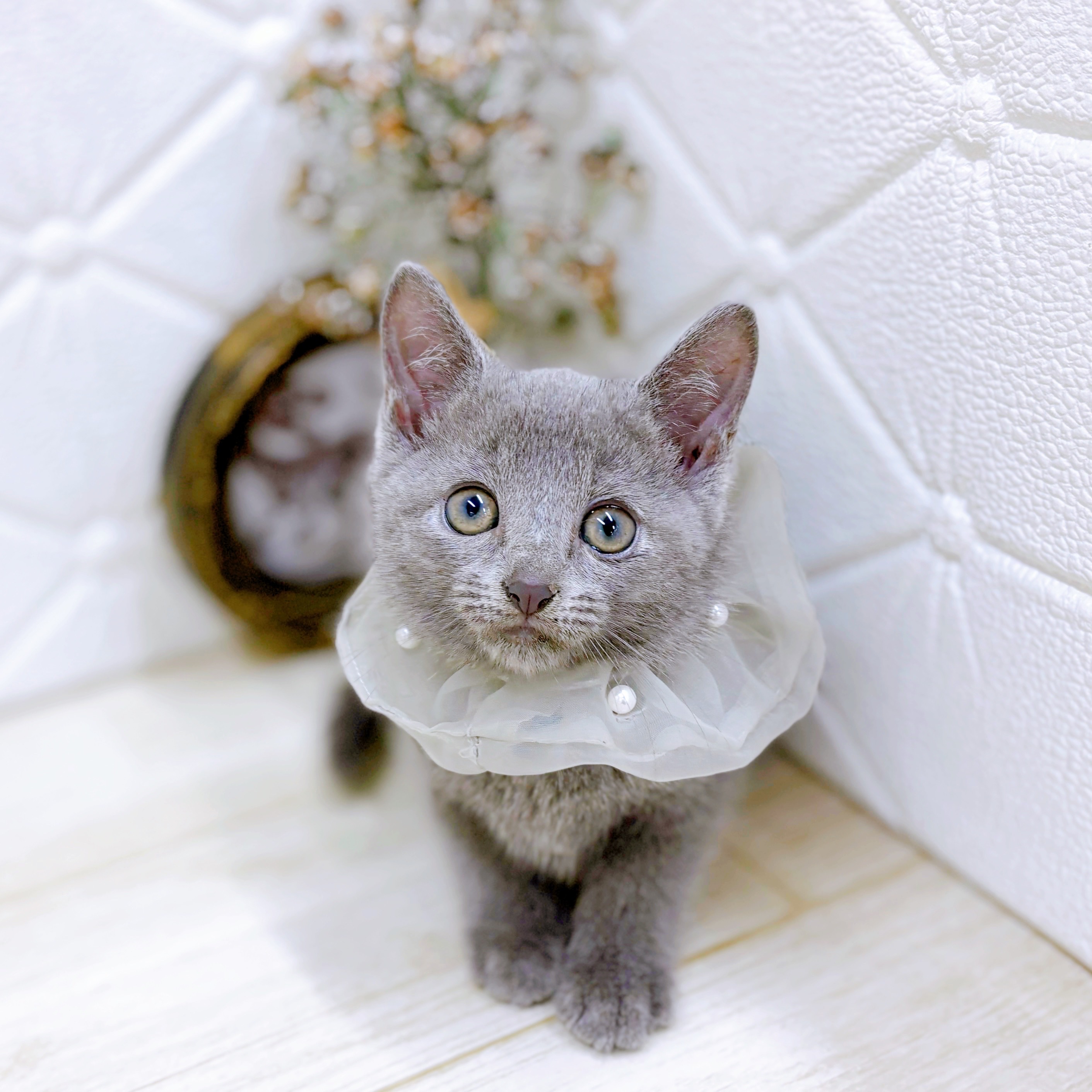 福井県のロシアンブルー (犬の家＆猫の里アミーゴ福井店/2025年7月27日生まれ/男の子/ブルー)の子猫の2枚目の画像