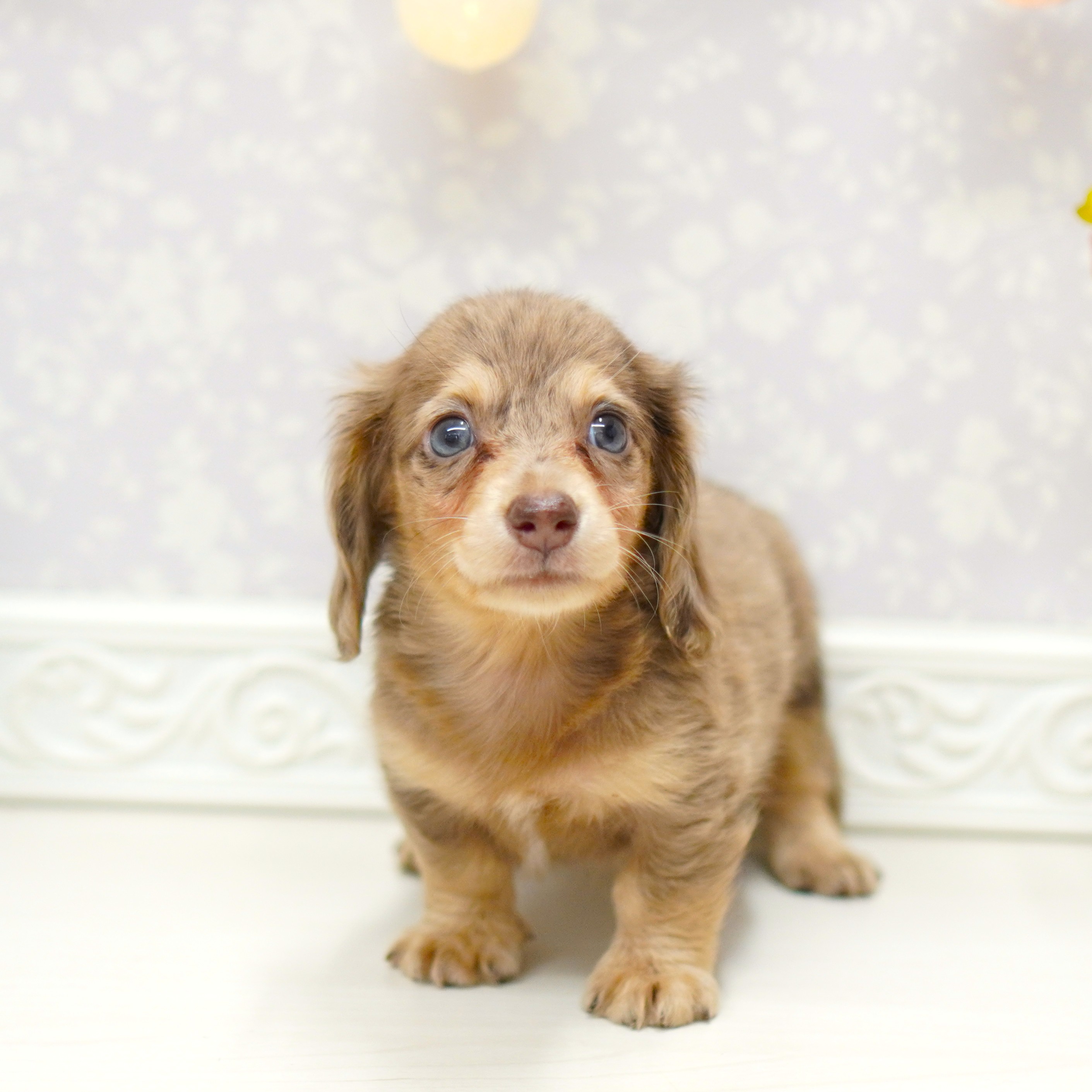 富山県のミニチュアダックスフンド(ロング) (犬の家＆猫の里アミーゴ山室店/2025年7月25日生まれ/男の子/チョコレートダップル)の子犬