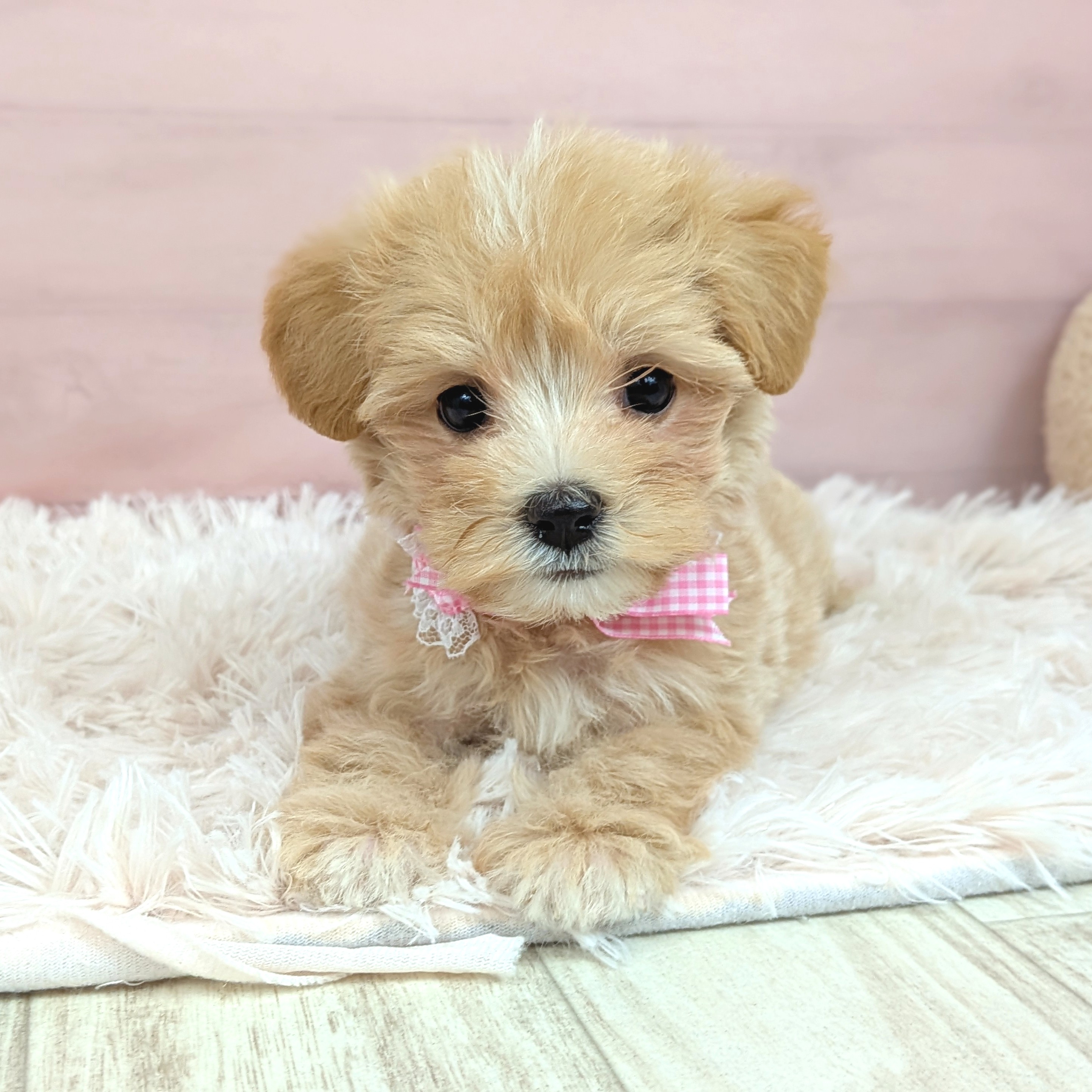兵庫県のマルプー(マルチーズ×プードル) (犬の家＆猫の里川西店/2025年7月27日生まれ/女の子/クリーム)の子犬の2枚目の画像