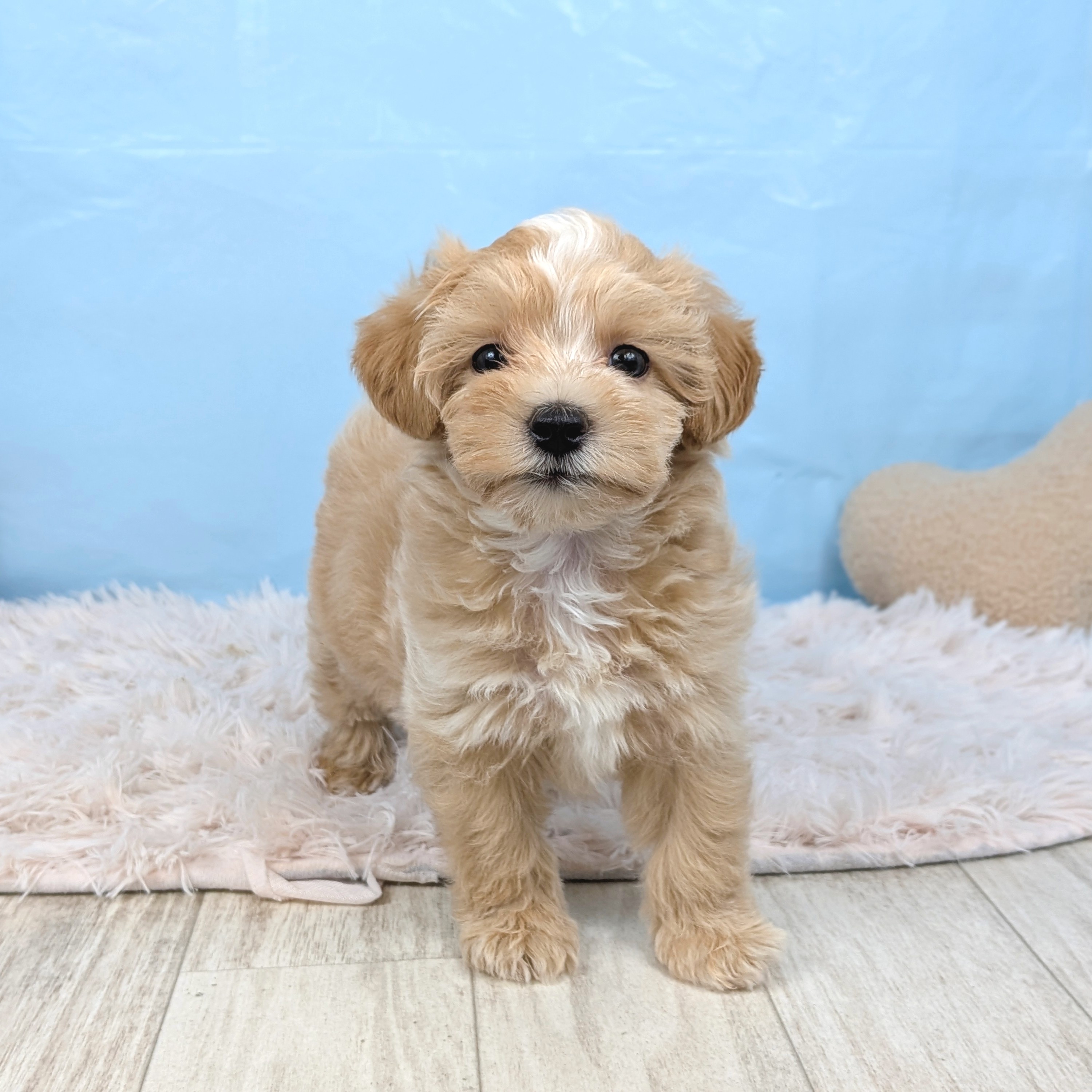 兵庫県のマルプー(マルチーズ×プードル) (犬の家＆猫の里川西店/2025年7月27日生まれ/男の子/クリーム)の子犬の2枚目の画像
