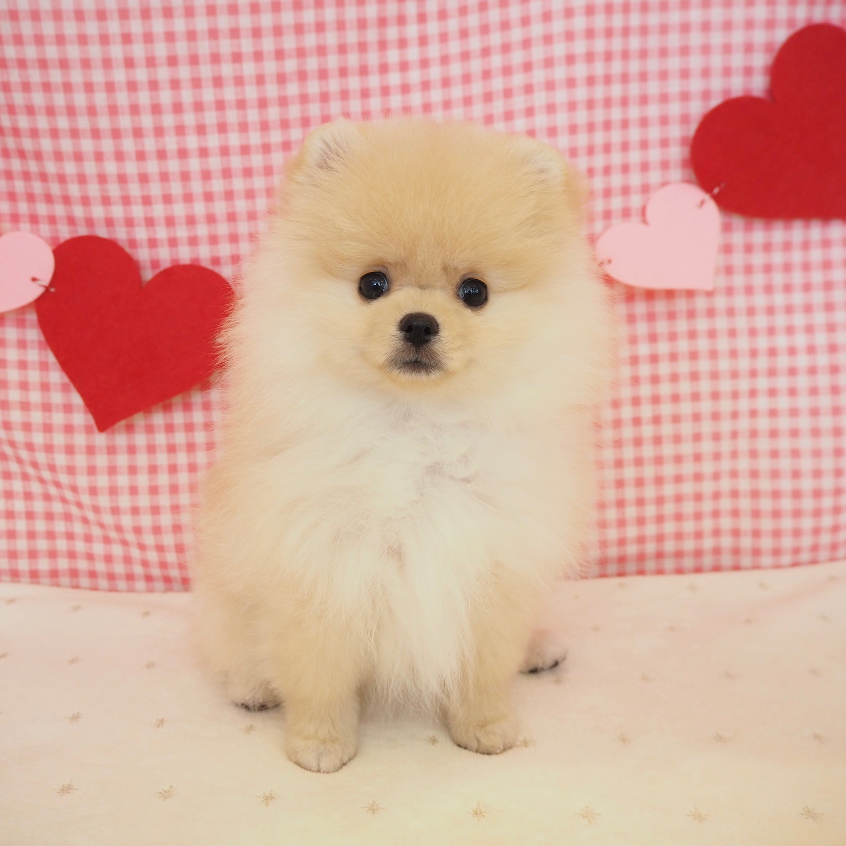 大阪府のポメラニアン (犬の家＆猫の里もりのみやキューズモールBASE店/2025年7月20日生まれ/女の子/クリーム)の子犬の1枚目の画像