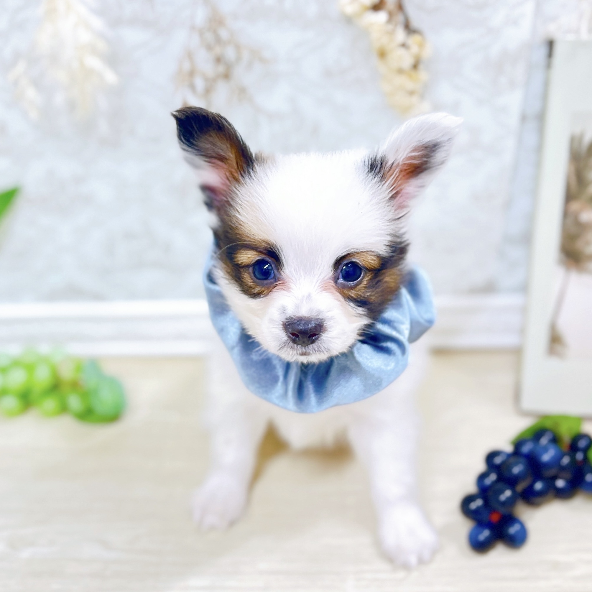 福井県のパピヨン (犬の家＆猫の里アミーゴ福井大和田店/2025年7月27日生まれ/男の子/ホワイトブラウン)の子犬の2枚目の画像