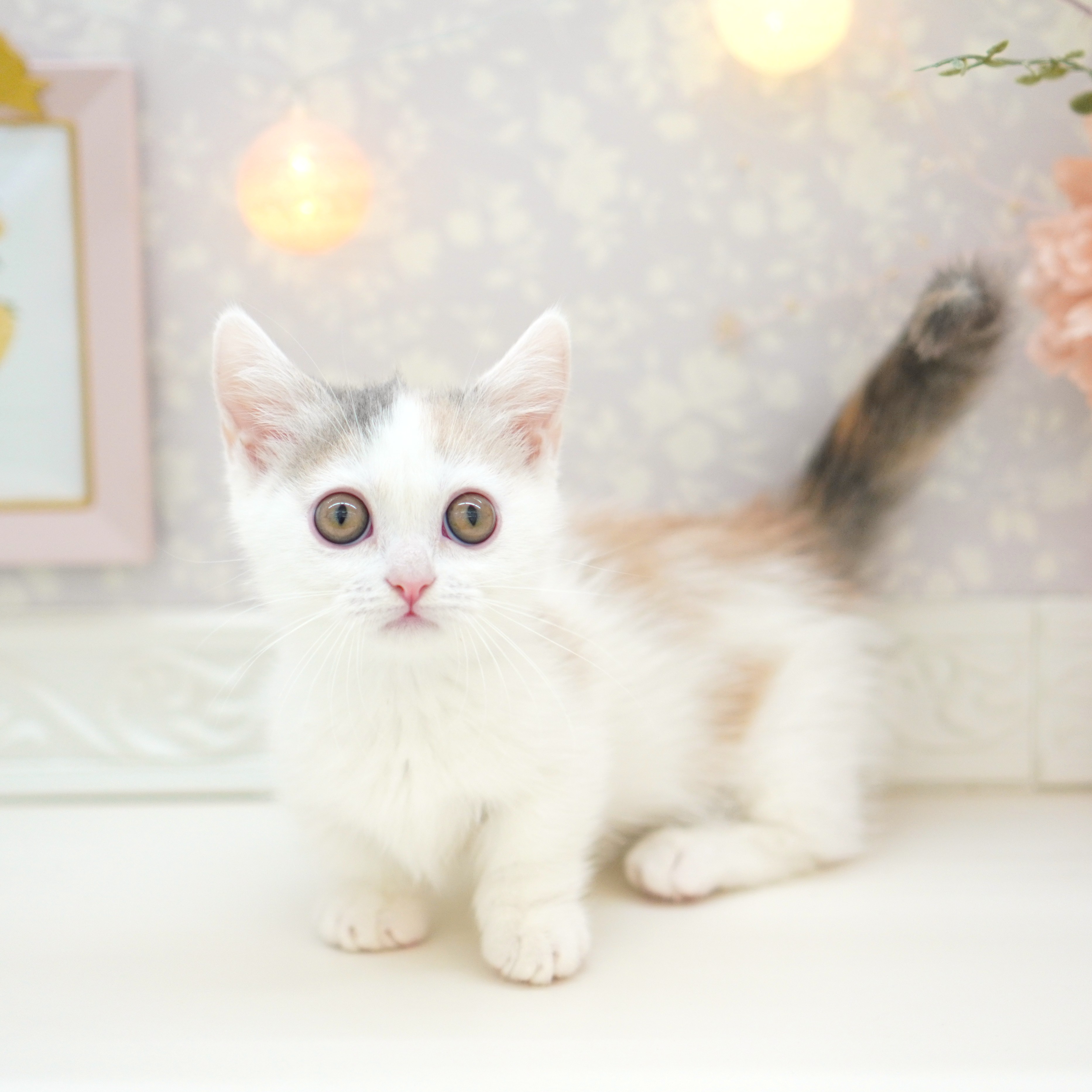 富山県のマンチカン (犬の家＆猫の里富山店/2025年7月11日生まれ/女の子/ブルーパッチドタビーホワイト)の子猫の1枚目の画像