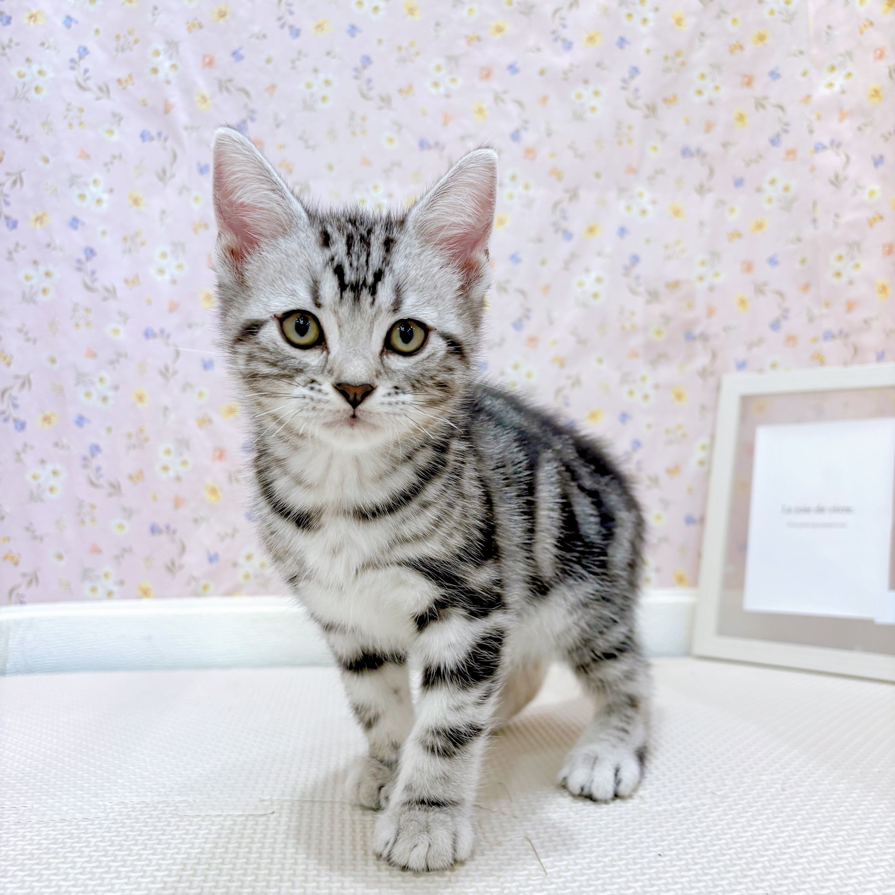 シルバー系のアメリカンショートヘアの子猫一覧 | ペット