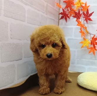 静岡県のトイプードル(トイ) (犬の家＆猫の里プレ葉ウォーク浜北店/2025年7月26日生まれ/男の子/レッド)の子犬の2枚目の画像