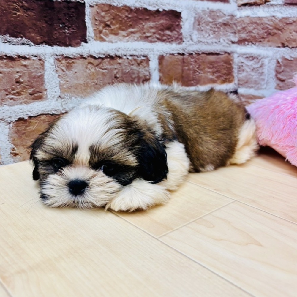 愛知県のシーズー (犬の家＆猫の里七宝店/2025年7月26日生まれ/女の子/ゴールドホワイト)の子犬の2枚目の画像