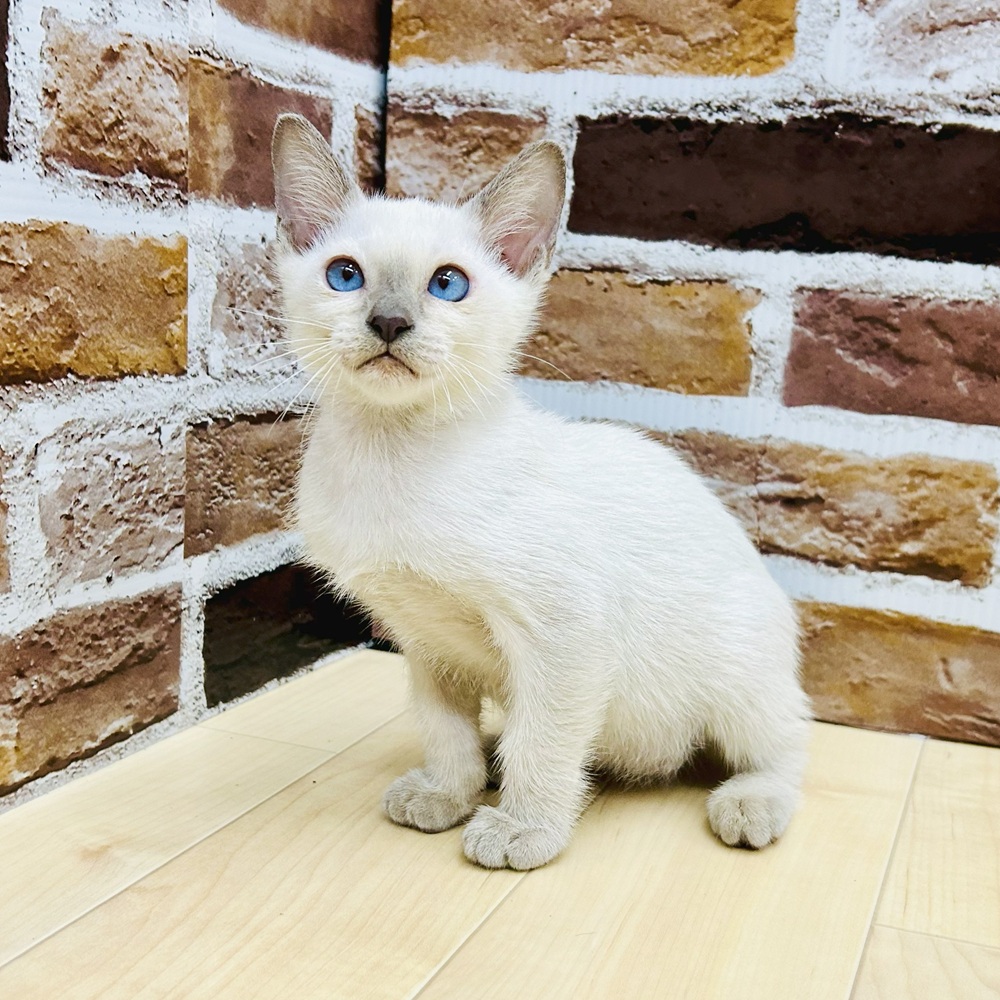 愛知県のトンキニーズ (犬の家＆猫の里七宝店/2025年7月18日生まれ/女の子/プラチナポイント)の子猫の2枚目の画像