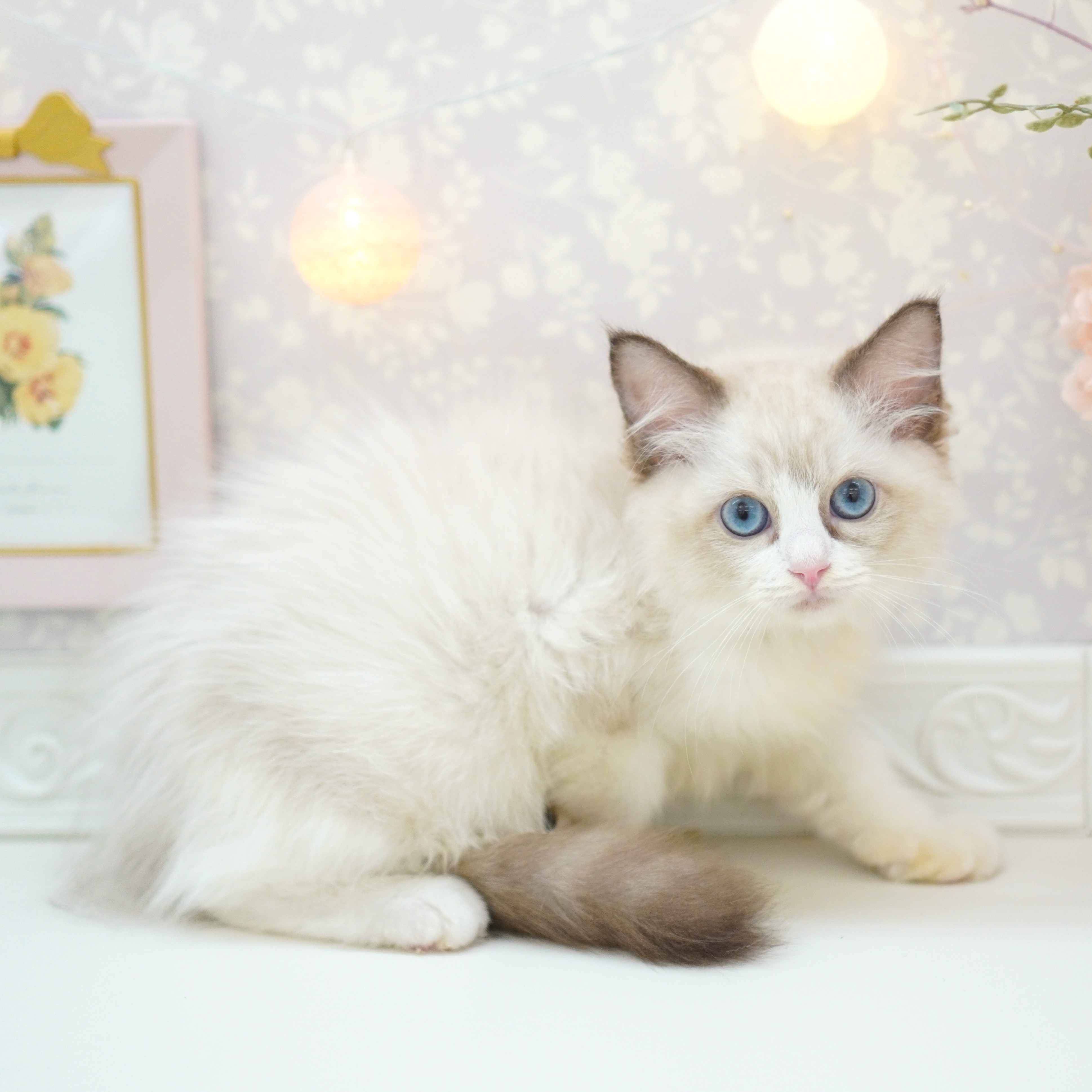 富山県のラグドール (犬の家＆猫の里富山店/2025年7月26日生まれ/女の子/シールポイントバイカラー)の子猫の2枚目の画像