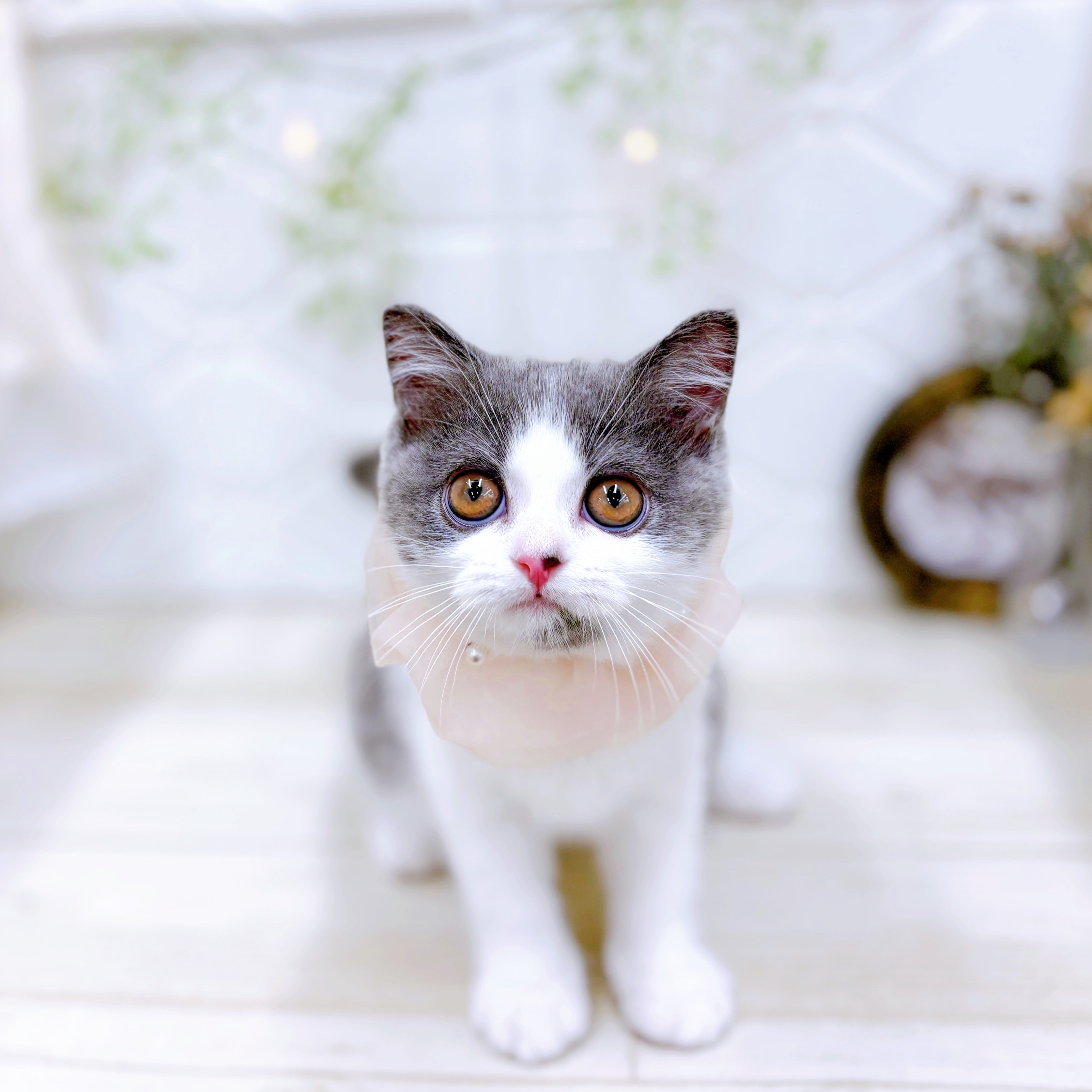 福井県のセルカークレックス (犬の家＆猫の里アミーゴ福井店/2025年7月13日生まれ/女の子/ブルーホワイト)の子猫の1枚目の画像