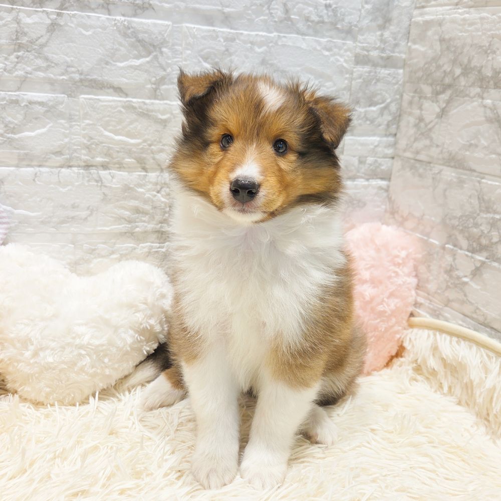 愛知県のシェットランドシープドッグ (犬の家＆猫の里MiO香久山店/2025年7月25日生まれ/女の子/セーブルホワイト)の子犬の1枚目の画像