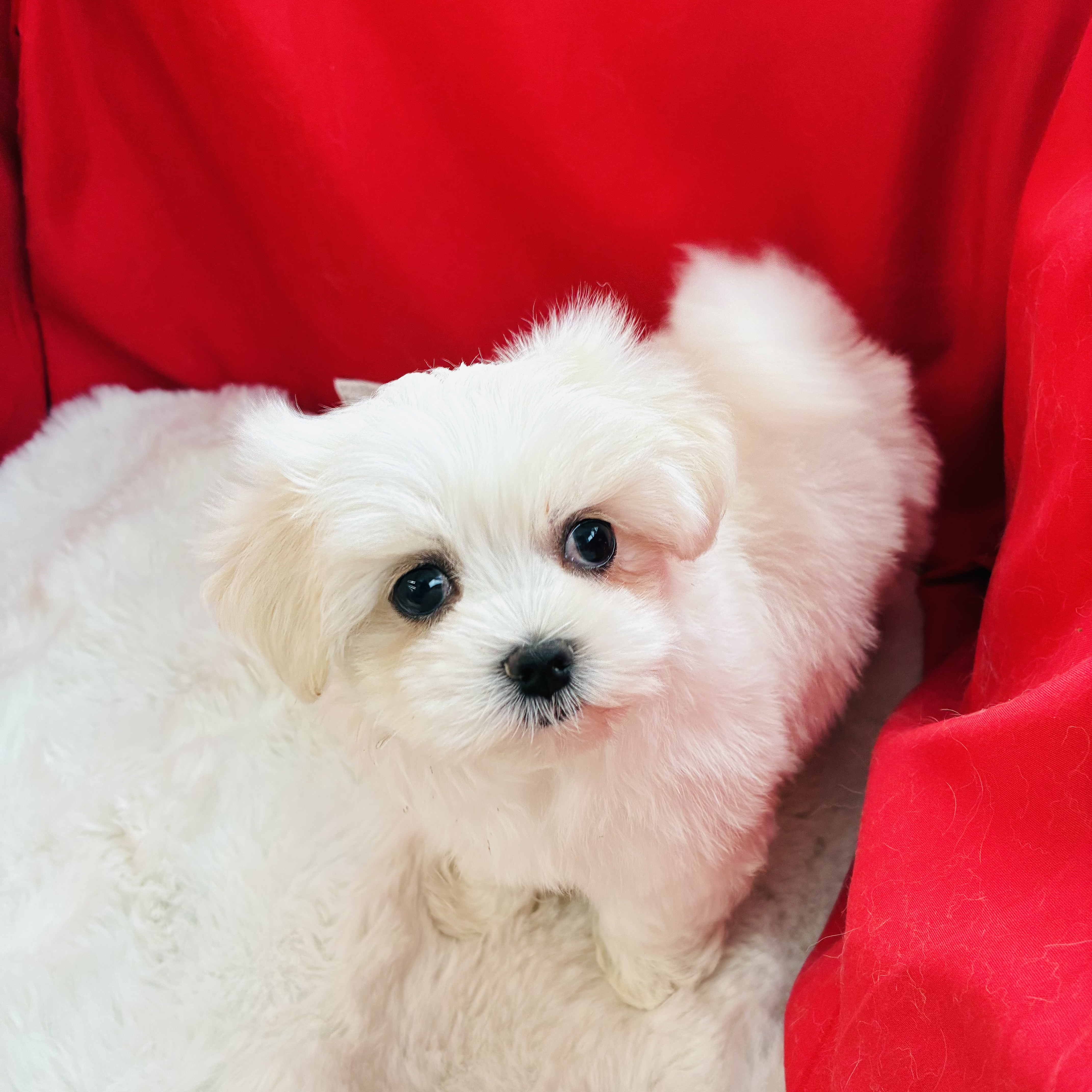 愛知県のマルチーズ (犬の家＆猫の里愛知刈谷店/2025年7月22日生まれ/女の子/ホワイト)の子犬の2枚目の画像