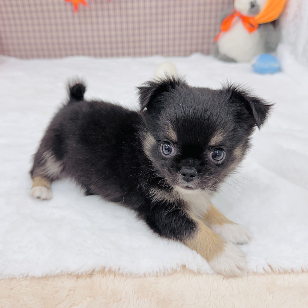 愛知県のチワワ(ロング) (犬の家＆猫の里エアポートウォーク店/2025年7月23日生まれ/男の子/ブラックタン)の子犬の2枚目の画像