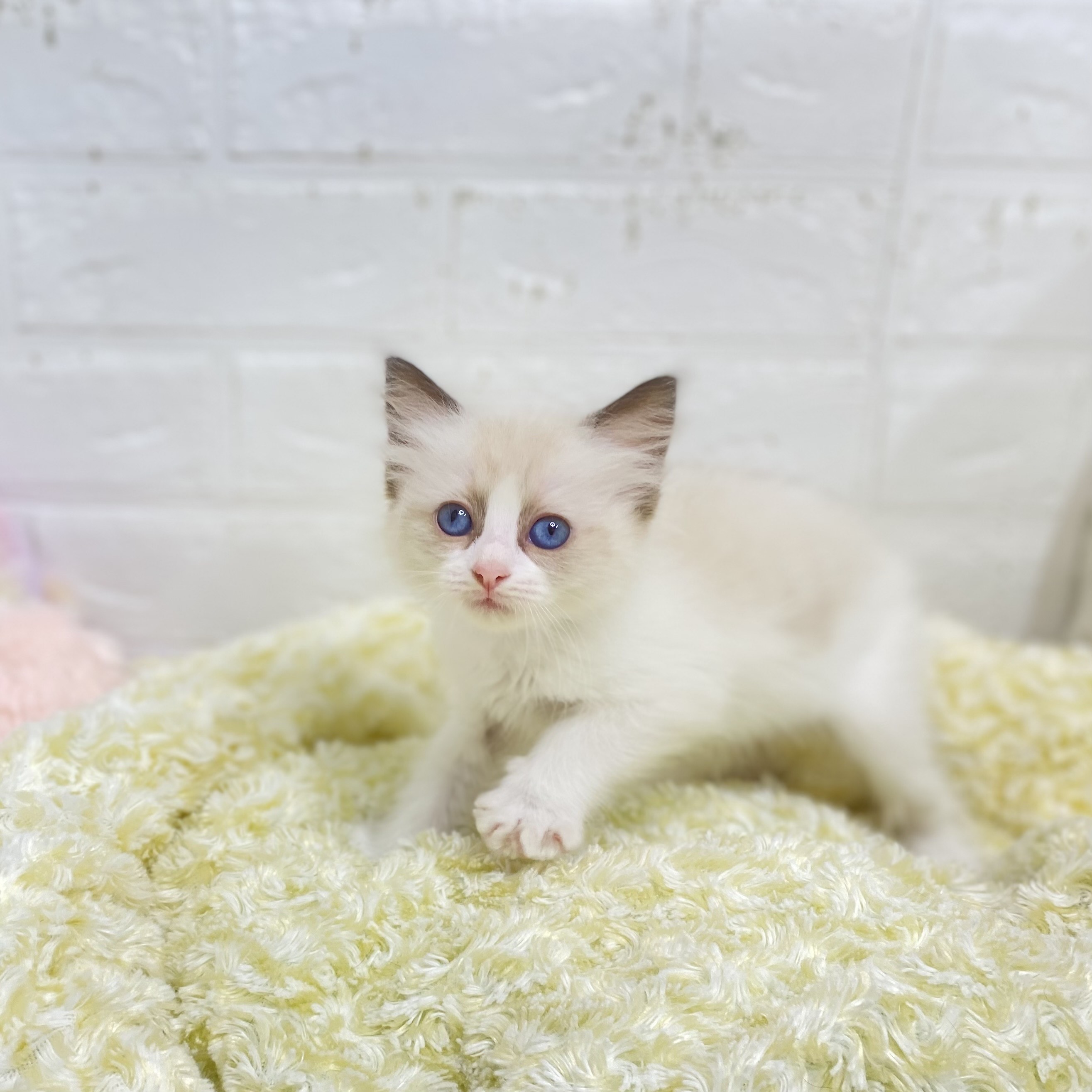 長野県のラグドール (犬の家＆猫の里長野店/2025年7月29日生まれ/女の子/シールポイントバイカラー)の子猫の2枚目の画像