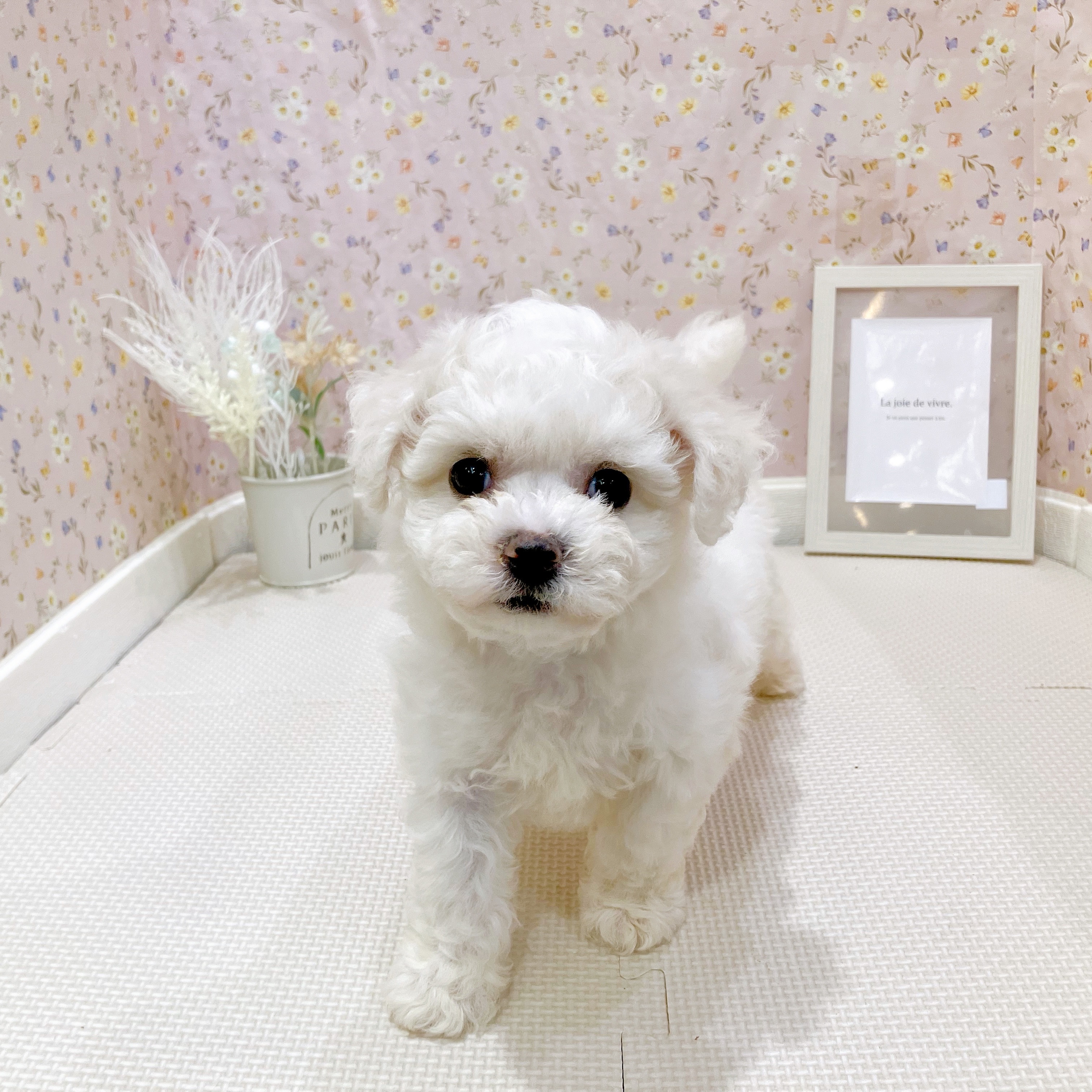 石川県のビションフリーゼ (犬の家＆猫の里金沢店/2025年7月27日生まれ/女の子/ホワイト)の子犬の1枚目の画像