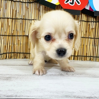 神奈川県のチワックス(チワワ×ダックス) (犬の家＆猫の里小田原店/2025年7月28日生まれ/女の子/イエロー)の子犬の2枚目の画像