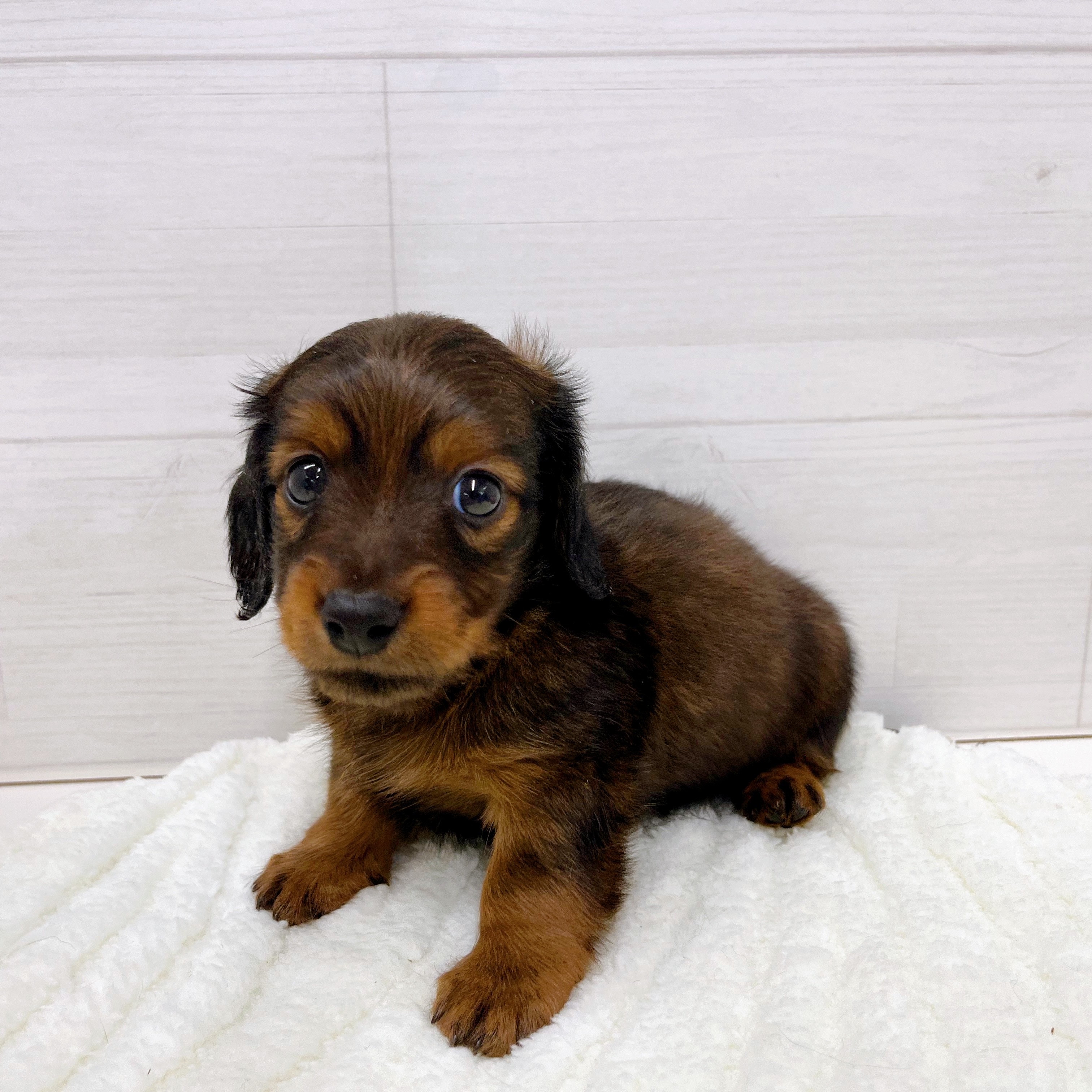 石川県のミニチュアダックスフンド(ロング) (犬の家＆猫の里アミーゴ金沢おこばた店/2025年7月26日生まれ/男の子/レッド)の子犬の2枚目の画像