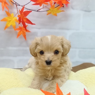 静岡県のマルプー(マルチーズ×プードル) (犬の家＆猫の里プレ葉ウォーク浜北店/2025年7月28日生まれ/男の子/アプリコット)の子犬の1枚目の画像