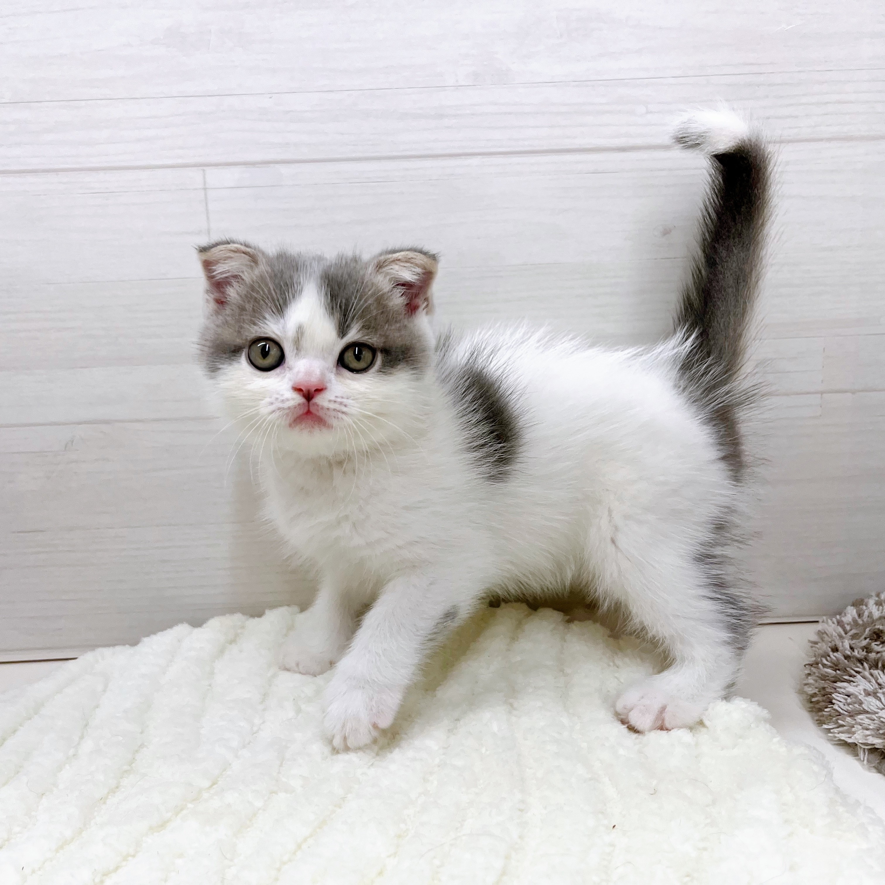 石川県のスコティッシュフォールド (犬の家＆猫の里アミーゴ金沢おこばた店/2025年7月27日生まれ/男の子/ブルーホワイト)の子猫の2枚目の画像