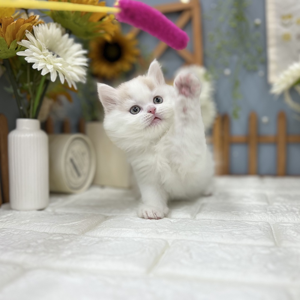 千葉県のスコティッシュフォールド (犬の家＆猫の里ワンズモール稲毛店/2025年7月28日生まれ/男の子/クリームホワイト)の子猫の1枚目の画像