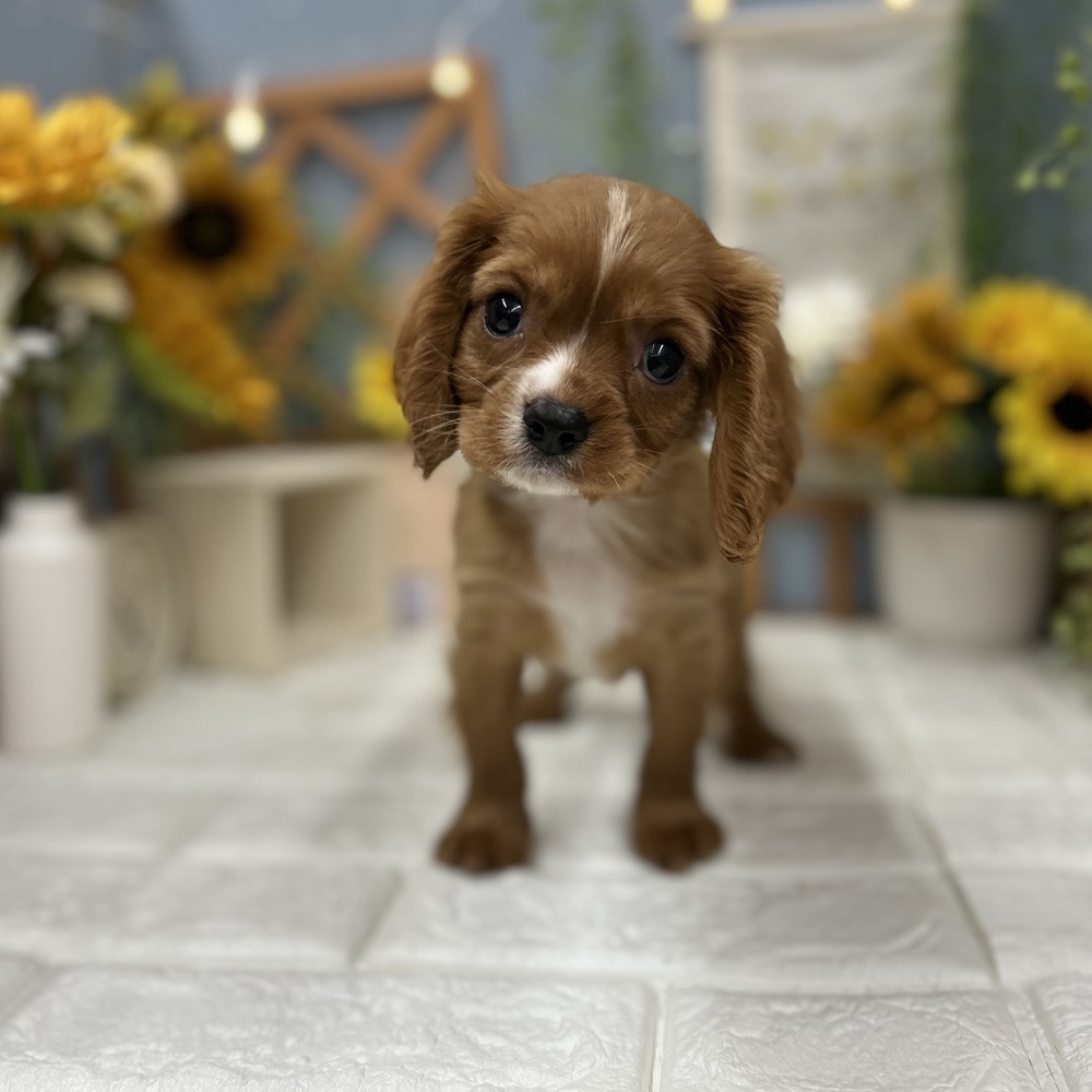 千葉県のキャバリアキングチャールズスパニエル (犬の家＆猫の里ワンズモール稲毛店/2025年7月29日生まれ/男の子/ルビーホワイト)の子犬の1枚目の画像