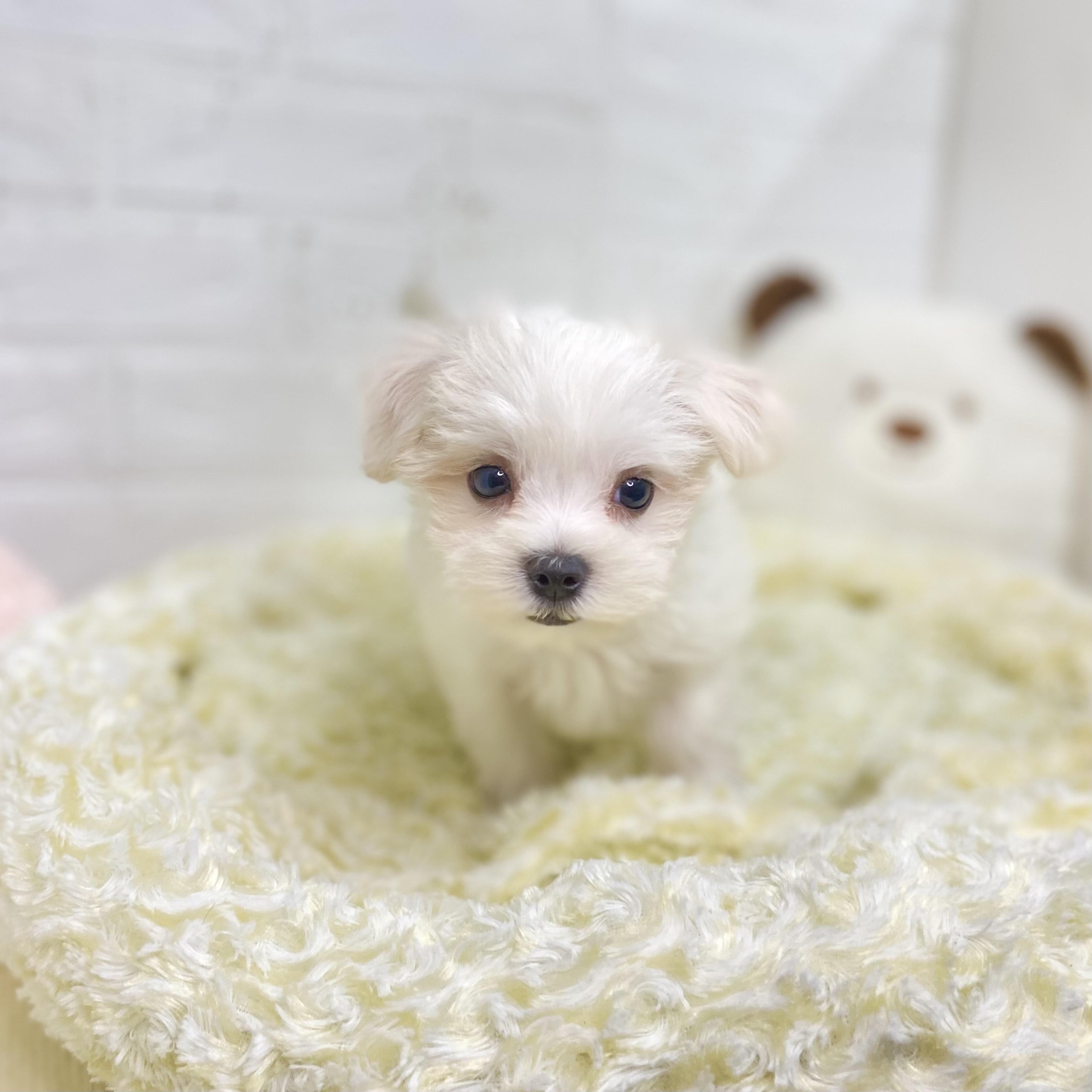 長野県のマルチーズ (犬の家＆猫の里長野店/2025年7月26日生まれ/女の子/ホワイト)の子犬の2枚目の画像