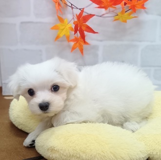 静岡県のマルチーズ (犬の家＆猫の里プレ葉ウォーク浜北店/2025年7月26日生まれ/女の子/ホワイト)の子犬の2枚目の画像