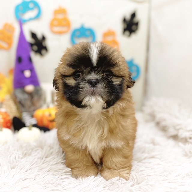 静岡県のペキシーズー/ペキズー(ペキニーズ×シーズー) (犬の家＆猫の里藤枝店/2025年7月25日生まれ/女の子/フォーンホワイト)の子犬の1枚目の画像