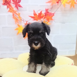 静岡県のミニチュアシュナウザー (犬の家＆猫の里プレ葉ウォーク浜北店/2025年7月28日生まれ/男の子/ブラックシルバー)の子犬の2枚目の画像