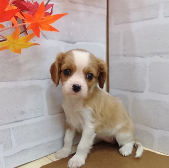 静岡県のキャバリアキングチャールズスパニエル (犬の家＆猫の里プレ葉ウォーク浜北店/2025年7月29日生まれ/女の子/ブレンハイム)の子犬の2枚目の画像