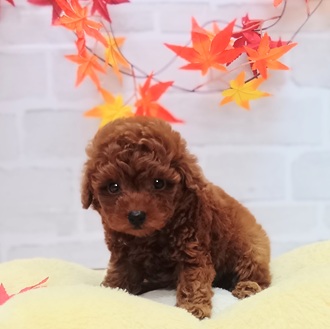静岡県のトイプードル(トイ) (犬の家＆猫の里プレ葉ウォーク浜北店/2025年7月29日生まれ/女の子/レッド)の子犬の2枚目の画像