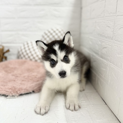 愛知県のシベリアンハスキー (犬の家＆猫の里豊川インター店/2025年7月28日生まれ/女の子/ブラックホワイト)の子犬の2枚目の画像