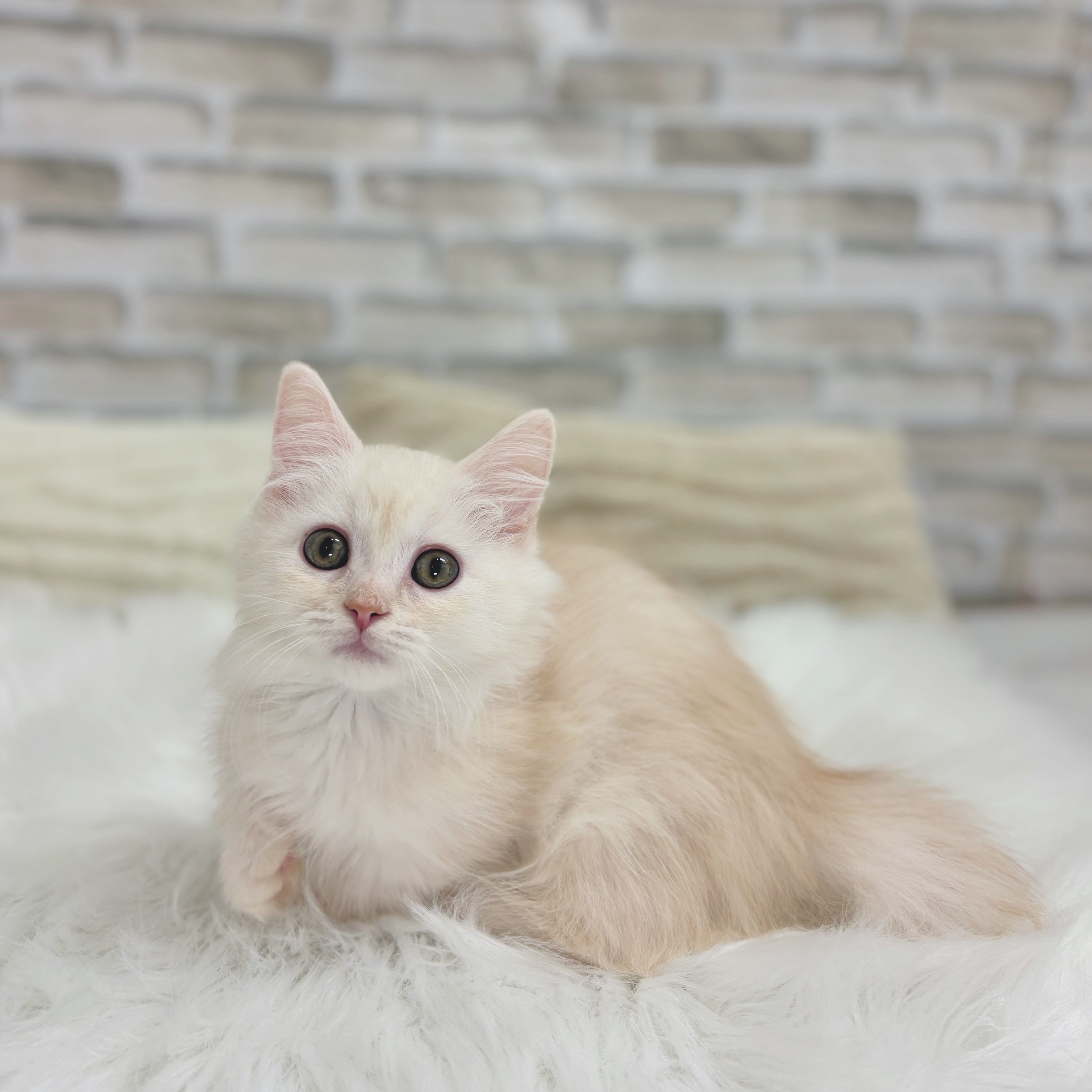 神奈川県のマンチカン (犬の家＆猫の里モザイクモール港北店/2025年7月27日生まれ/男の子/クリームタビーホワイト)の子猫