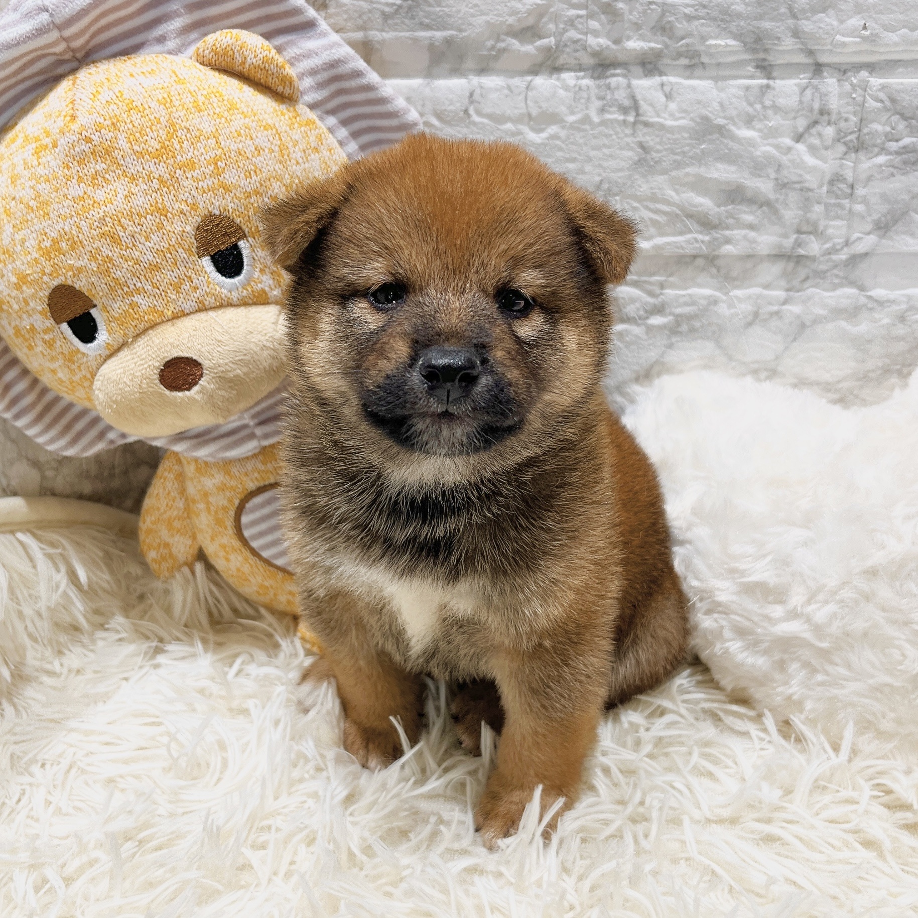 愛知県の柴犬(標準サイズ) (犬の家＆猫の里MiO香久山店/2025年7月28日生まれ/男の子/赤)の子犬の1枚目の画像