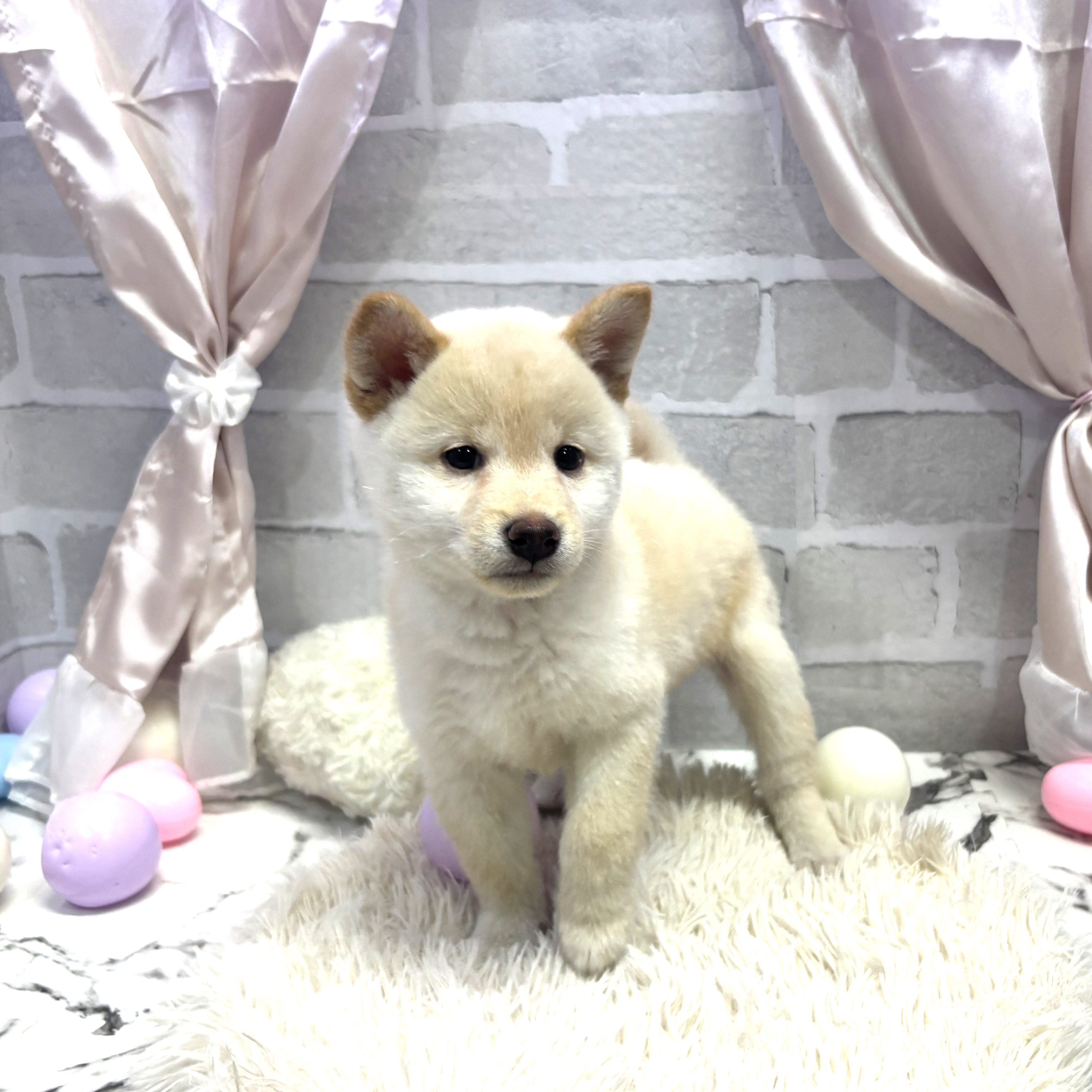 愛知県の柴犬(標準サイズ) (犬の家＆猫の里岡崎店/2025年7月29日生まれ/男の子/白)の子犬の2枚目の画像