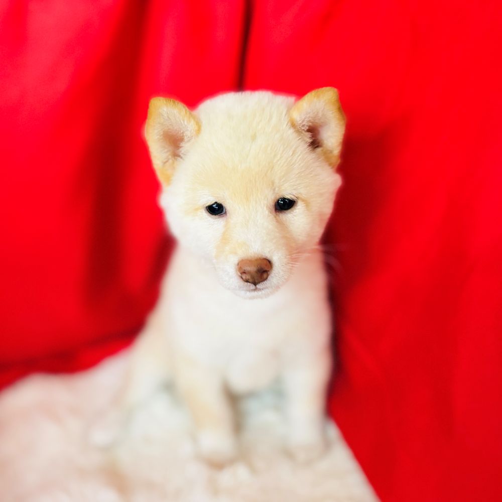 愛知県の柴犬(標準サイズ) (犬の家＆猫の里愛知刈谷店/2025年7月29日生まれ/女の子/白)の子犬の2枚目の画像