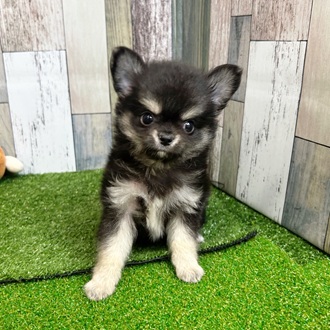 静岡県のチワワ(ロング) (犬の家＆猫の里マークイズ静岡店/2025年7月27日生まれ/男の子/ブラックタンホワイト)の子犬の1枚目の画像