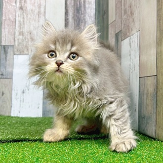 静岡県のマンチカン (犬の家＆猫の里マークイズ静岡店/2025年7月21日生まれ/女の子/ブルータビー)の子猫の1枚目の画像