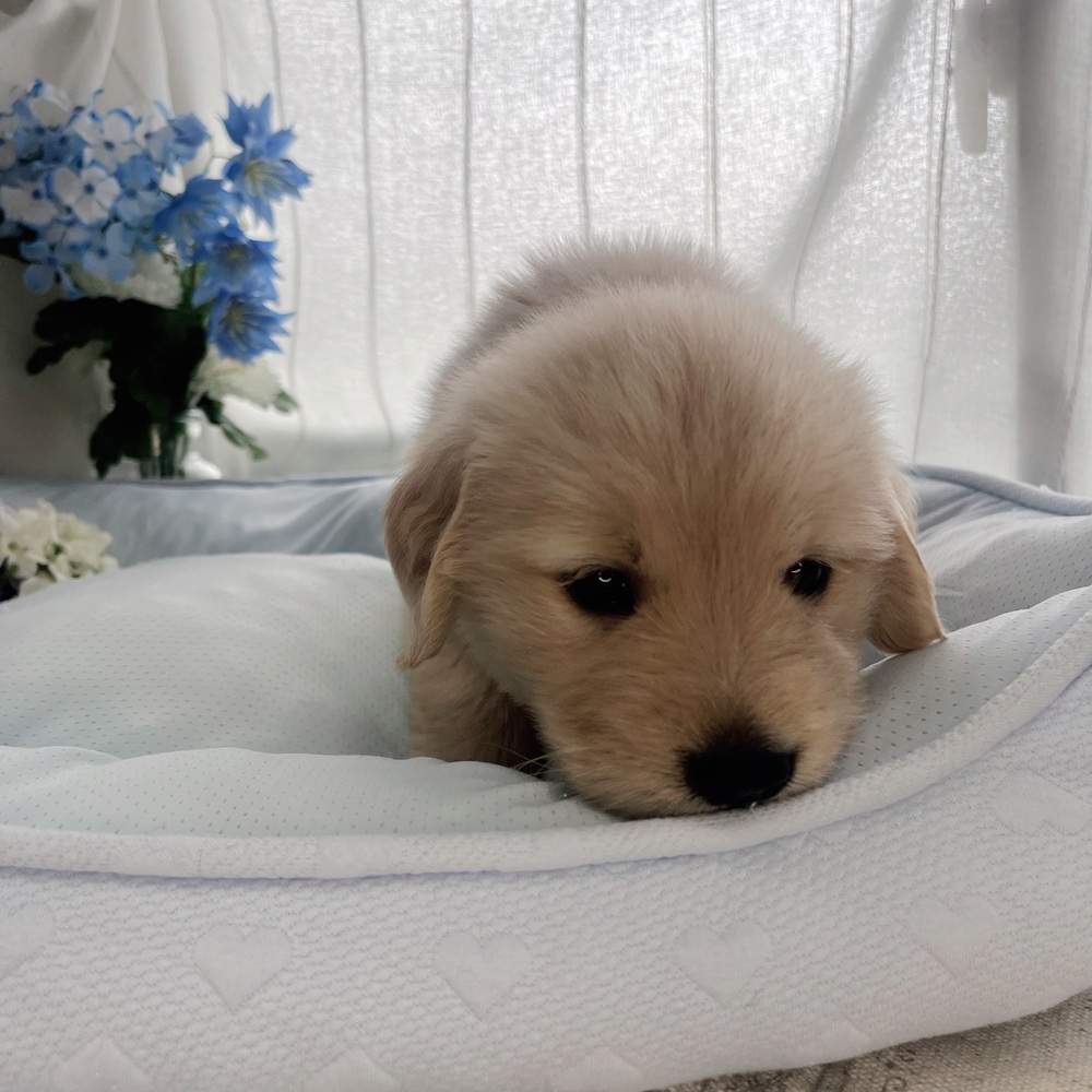 長野県のゴールデンレトリバー (犬の家＆猫の里塩尻店/2025年7月28日生まれ/女の子/ゴールデン)の子犬の2枚目の画像
