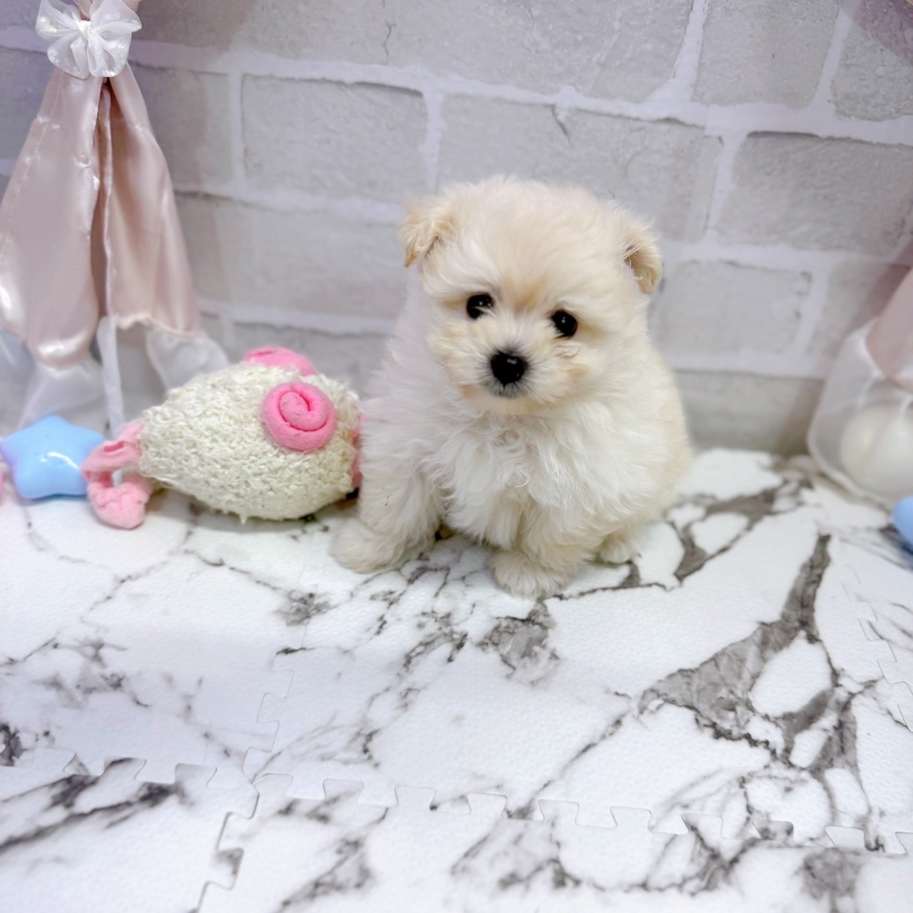 愛知県のポメプー(ポメラニアン×プードル) (犬の家＆猫の里岡崎店/2025年7月28日生まれ/男の子/クリーム)の子犬の2枚目の画像