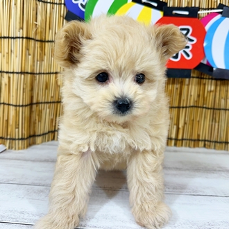 神奈川県のポメプー(ポメラニアン×プードル) (犬の家＆猫の里小田原店/2025年7月28日生まれ/男の子/アプリコット)の子犬の2枚目の画像