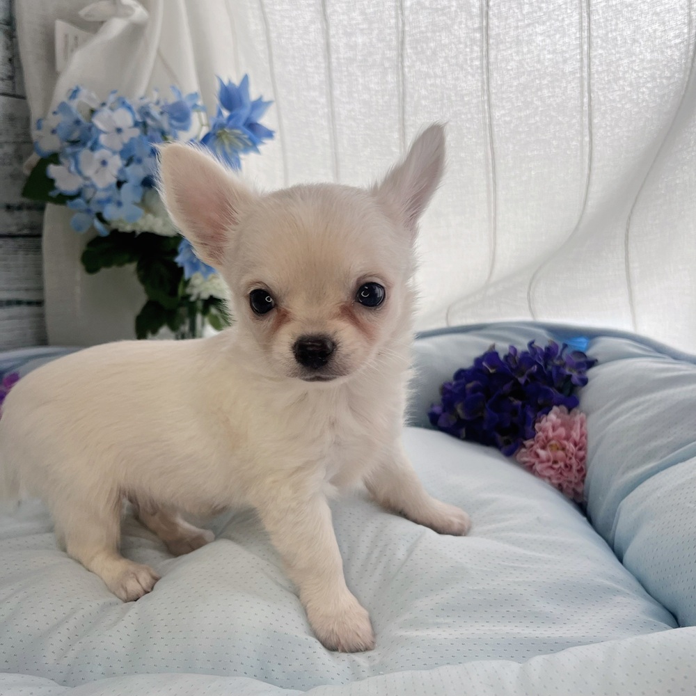 長野県のチワワ(ロング) (犬の家＆猫の里塩尻店/2025年7月29日生まれ/男の子/クリーム)の子犬の2枚目の画像